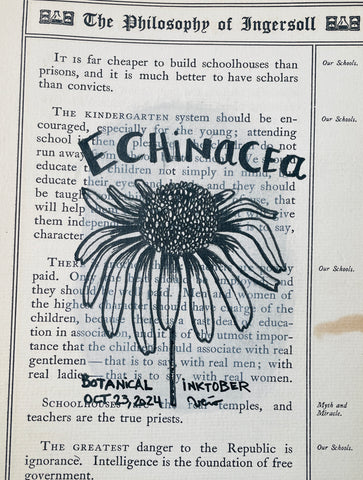 Botanical Inktober Day 23, 2024 "Echinacea”