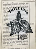 Botanical Inktober Day 3, 2024 "Trillium”