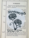 Botanical Inktober Day 17, 2024 "Ranunculus”