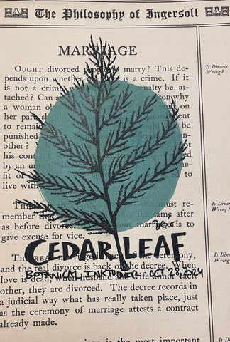 Botanical Inktober Day 28, 2024 "Cedar Leaf”